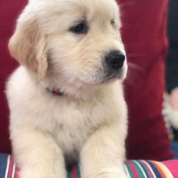 Golden Retriever Puppies from Stonewood Goldens