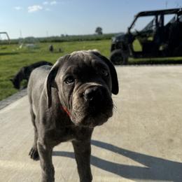 Cane Corso Puppies from Classic Jayx