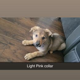 Light Pink - Sable female German Shepherd puppy in Willoughby, Ohio from WolfPackk