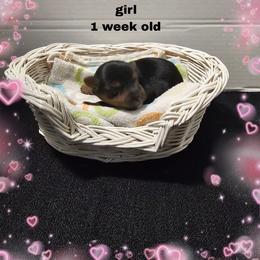 Shelby's light pink girl - Black and tan female Yorkshire Terrier puppy in Inverness, Florida from Luvayorkie&more