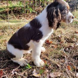 Birch - Liver white and tan male English Springer Spaniel puppy in Redding, California from Springer's Journey Spaniels California