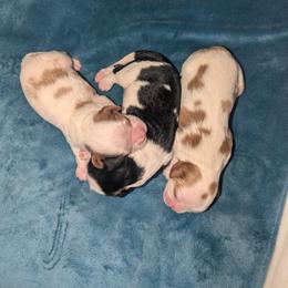 Boy 1 - Tri-color male Cavalier King Charles Spaniel puppy in Seymour, Missouri from Painted Blessing's AKC Cavaliers LLC