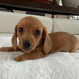 Girl number three, Ruby - Red female Dachshund puppy in Spokane, Washington from Dearhaven Doxie