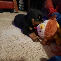 Rottweiler Puppies from Von Alley Rottweilers