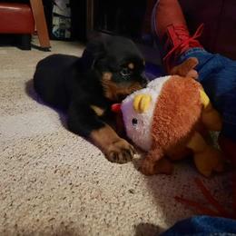 Rottweiler Puppies from Von Alley Rottweilers