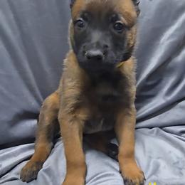 Croft's Yellow - Mahogany female Belgian Malinois puppy in Berry, Alabama from North River k9