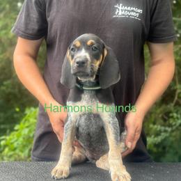 Junebug - Blue ticked and tan female Bluetick Coonhound puppy in Mount Pleasant, Texas from Harmons Hounds