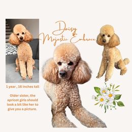 Poodle Puppies from Majestic Embrace