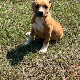Boy 3 - Fawn American Staffordshire Terrier puppy in Byron, Georgia from Lelani
