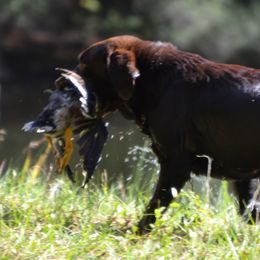 Labrador Retrievers from Double Banded Labradors