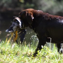Labrador Retrievers from Double Banded Labradors