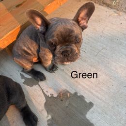 Green - Blue male French Bulldog puppy in Rawlins, Wyoming from Wyo frenchies