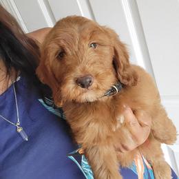 Bode - Apricot male Goldendoodle puppy in Milwaukwe, Wisconsin from Wisconsin Doodles
