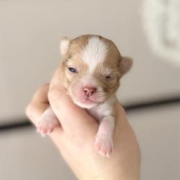 Rocky - Merle male Chihuahua puppy in Harrison, Michigan from Cloud9 Chihuahuas