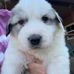 Cascadel (Cassie) - White and badger female Great Pyrenees puppy in North Fork, California from Heritage Mountain Ranch