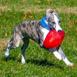Whippet Puppies from Wyndham Whippets