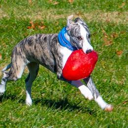 Whippet Puppies from Wyndham Whippets