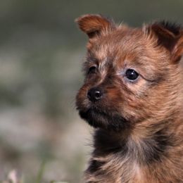 Australian Terriers and Rat Terriers from Seegmiller Standard Rat Terriers