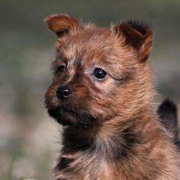 Australian Terriers and Rat Terriers from Seegmiller Standard Rat Terriers