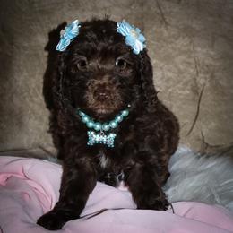 Vera Wang - Brown female Bernedoodle puppy in Ohio from Moore Doodles