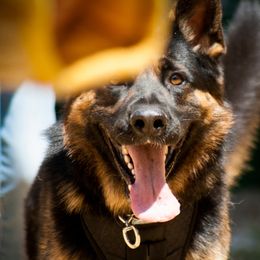 Blitz - German Shepherd