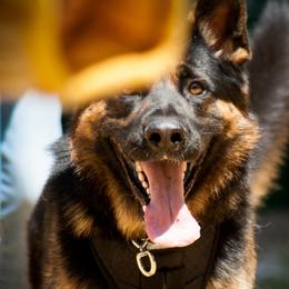 Blitz - German Shepherd