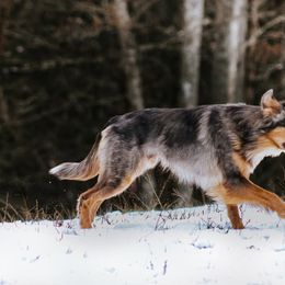 Border Collie All Grown Up from M&D Border Collies