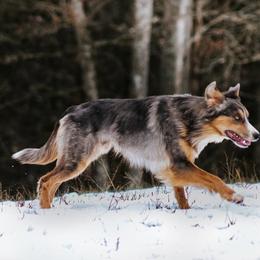 Border Collie All Grown Up from M&D Border Collies