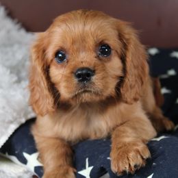 AKC Cane - Ruby male Cavalier King Charles Spaniel puppy in Albany, Indiana from Hatz Off Puppies