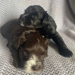 Miniature Schnauzers from Josie's Miniature Schnauzers
