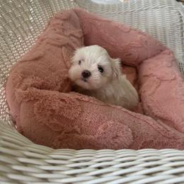 Korean Gidget - White female Maltese puppy in Mooresville, North Carolina from Clearview Canines