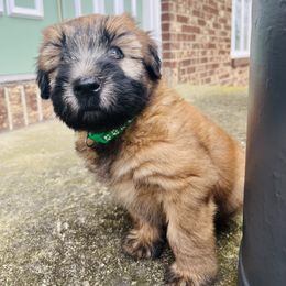 Soft Coated Wheaten Terrier Puppies from Warzalas wheatens