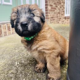 Soft Coated Wheaten Terrier Puppies from Warzalas wheatens