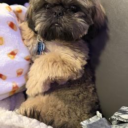 Shih Tzu Puppies from North State Shih tzus