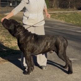 Jove - Cane Corso