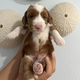 Lamborghini - Red male Australian Labradoodle puppy in Orange, California from Little Kingdom Doodles