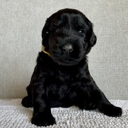 Giant Schnauzer and Miniature Schnauzer Puppies from My Angel Schnauzers