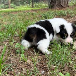 Mismark Girl - Black and white female American Corgi puppy in Nashville, Arkansas from Whisenhunt Farms