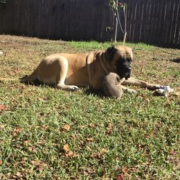 Maggie - Mastiff