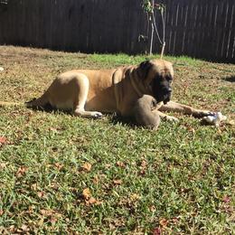 Maggie - Mastiff