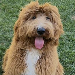 Labradoodle All Grown Up from BabySweet Labradoodles