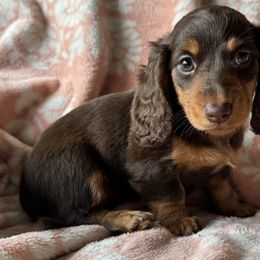 Dachshunds from Oceanside Dachshunds