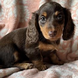 Dachshunds from Oceanside Dachshunds