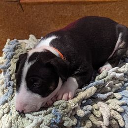 Bull Terrier Puppies from Bulls On Parade