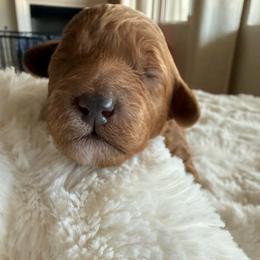 Baby Girl - Red  female Poodle puppy in Bakersfield, California from California Red Poodles