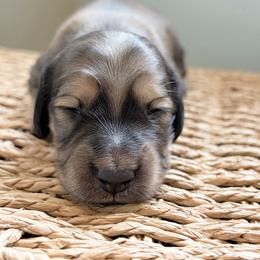 Dash 3500 - Cream male Dachshund puppy in Sylvania, Alabama from Yancey’s Doxies