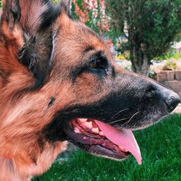 German Shepherd All Grown Up from Harry's Pack