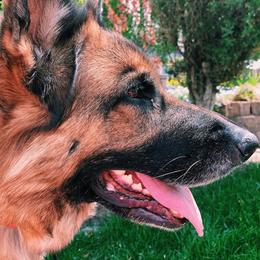 German Shepherd All Grown Up from Harry's Pack