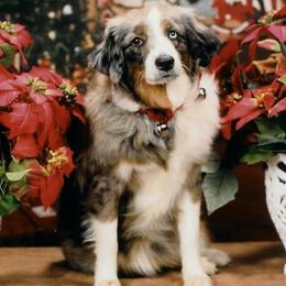 Miniature Australian Shepherd All Grown Up from Rocky Top Kennels