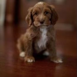 Australian Labradoodle Puppies from Majestic Labradoodles